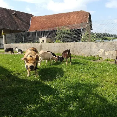 Couette-café Ferme Les Poneys De La Durme 3*